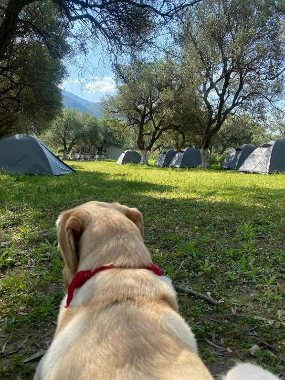 Çika’s camping Borsh Exterior foto